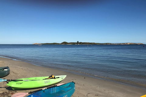 Penguin Island And Fremantle - Canoe, Chocolate & Coffee - Attractions Brisbane 2