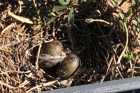 Penguin Island And Fremantle - Canoe, Chocolate & Coffee - Attractions Brisbane 3