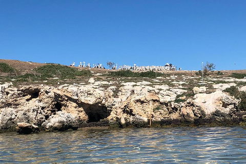 Penguin Island And Fremantle - Canoe, Chocolate & Coffee - Attractions Brisbane 5