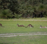 Yanchep  Lancelin - Wildlife Cave And Sands - Attractions Brisbane