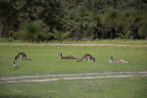 Yanchep & Lancelin - Wildlife, Cave And Sands - Attractions Brisbane 0