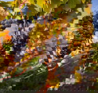 Full Day Tamar Valley Wine Tour - Attractions Brisbane