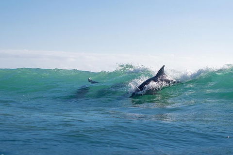 Private Tangalooma Wrecks Tour - Attractions Brisbane 2