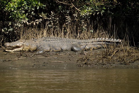 5-Day Best Of Cairns With Daintree, Kuranda, And Great Barrier Reef - Attractions Brisbane 5
