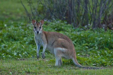 Cairns 4WD Waterfall And Rainforest Tour Including Kuranda Scenic Railway - Attractions Brisbane 2