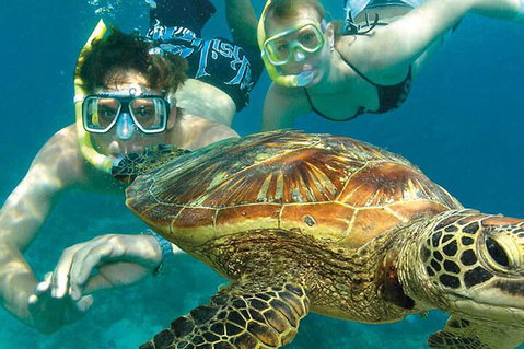 8-Day Cairns Tour: Great Barrier Reef, Kuranda, Daintree Rainforest - Attractions Brisbane 1