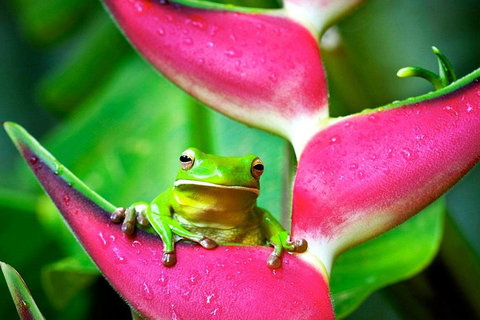 3-Day Best Of Cairns Combo: The Daintree Rainforest, Great Barrier Reef, And Kuranda - Attractions Brisbane 0