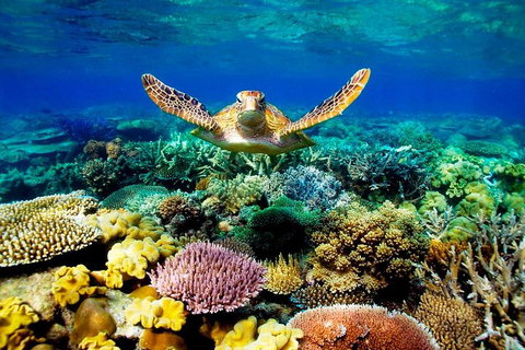 3-Day Best Of Cairns Combo: The Daintree Rainforest, Great Barrier Reef, And Kuranda - Attractions Brisbane 1