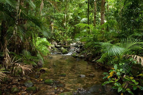 Cairns Reef And Rainforest Combo: Daintree Rainforest And The Great Barrier Reef - Attractions Brisbane 1