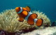Cairns Reef And Rainforest Combo: Daintree Rainforest And The Great Barrier Reef - thumb 2