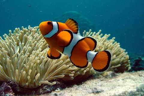 Cairns Reef And Rainforest Combo: Daintree Rainforest And The Great Barrier Reef - Attractions Brisbane 2