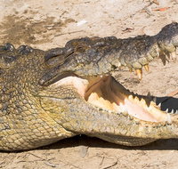 4-Day Cairns Ultimate Combo Daintree Rainforest Reef Kuranda  Paronella Park - Attractions Brisbane