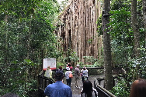 4-Day Cairns Ultimate Combo: Daintree Rainforest, Reef, Kuranda & Paronella Park - Attractions Brisbane 5