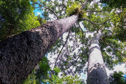 Paronella Park And Millaa Millaa Falls Full-day Tour From Cairns - Attractions Brisbane 1