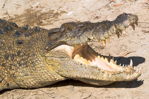 Cape Tribulation, Mossman Gorge, And Daintree Rainforest Premium Day Tour - Attractions Brisbane 1