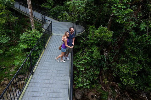 Cape Tribulation, Mossman Gorge, And Daintree Rainforest Premium Day Tour - Attractions Brisbane 3