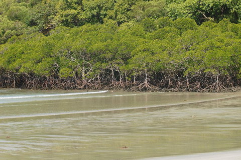 Cape Tribulation, Mossman Gorge, And Daintree Rainforest Premium Day Tour - Attractions Brisbane 4