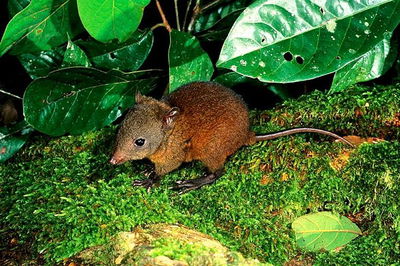 3-Day Small-Group Tour of North Queensland with Pick Up