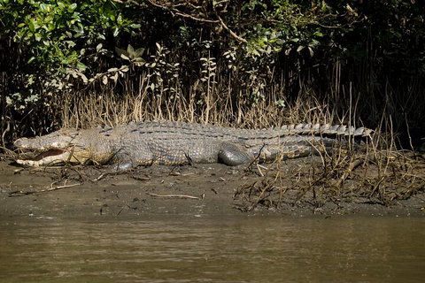 4-Day Cairns With Great Barrier Reef And Daintree Rainforest - Attractions Brisbane 4