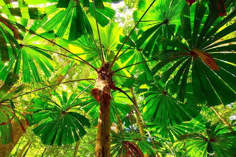 Private Daintree National Park Day Tour From Cairns Including Cape Tribulation And Mossman Gorge - Attractions Brisbane 3