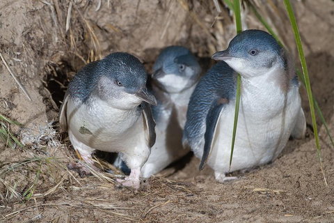 1 Day Exclusively Private Tour Of Phillip Island & The Penguin Parade - Attractions Brisbane 5
