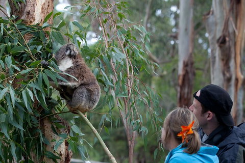 2 Day Exclusively Private Tour Of Phillip Island & The Great Ocean Road - Attractions Brisbane 1