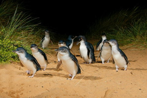 2 Day Exclusively Private Tour Of Phillip Island & The Great Ocean Road - Attractions Brisbane 3