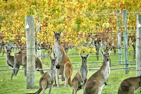 Three Day Charter Margaret River Region (inbound Melbourne Travelers) - Attractions Brisbane 5