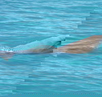 Snubfin Dolphin Eco Cruise from Broome - Attractions Brisbane