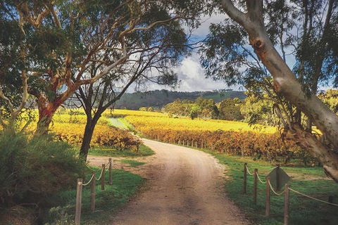 McLaren Vale Winery Small Group Tour With Wine Tasting And Lunch - Attractions Brisbane 1