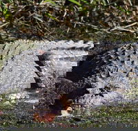 Full Day Tour in the Daintree - Attractions Brisbane