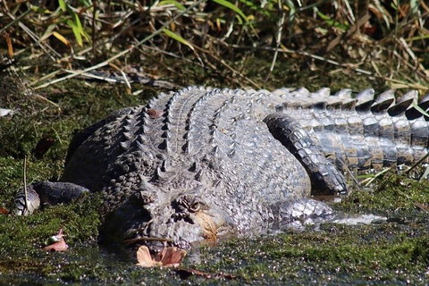 Full Day Tour In The Daintree - Attractions Brisbane 0