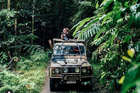 Full Day Tour In The Daintree - Attractions Brisbane 4