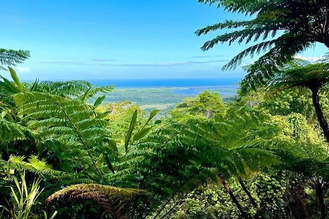 Full Day Tour In The Daintree - Attractions Brisbane 5