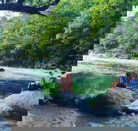 Afternoon Half-Day Daintree Rainforest and River Tour - Attractions Brisbane