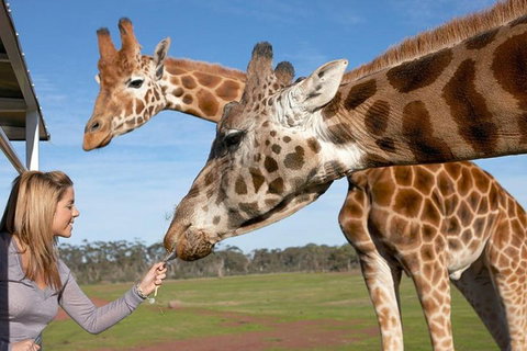 Melbourne City Card (2 Days): Visit Unlimited Attractions! - Attractions Brisbane 1