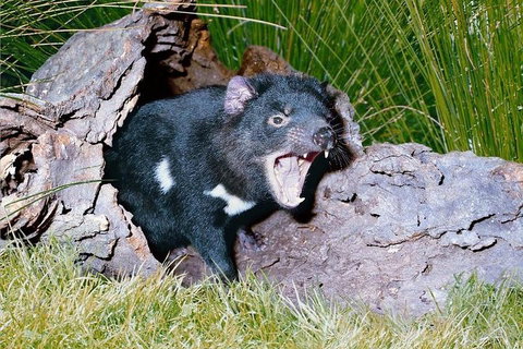 Private Blue Mountains Tour With Kangaroo And Koala Experience - Attractions Brisbane 0
