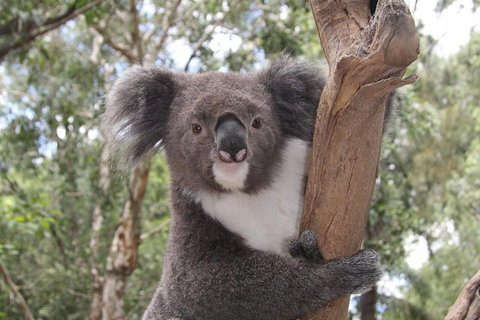 Private Blue Mountains Tour With Kangaroo And Koala Experience - Attractions Brisbane 2