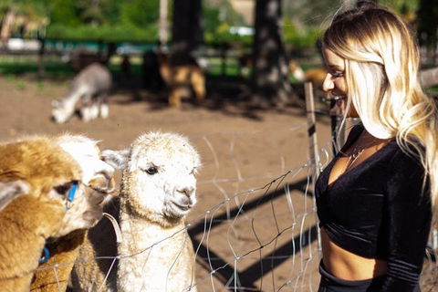 O'Reilly's & Lamington National Park Incl. Alpaca Farm + Vineyard - Attractions Brisbane 3