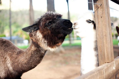 O'Reilly's & Lamington National Park Incl. Alpaca Farm + Vineyard - Attractions Brisbane 4