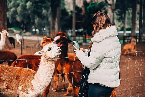 O'Reilly's & Lamington National Park Incl. Alpaca Farm + Vineyard - Attractions Brisbane 5