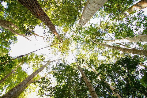 Fraser Island 4WD Tour From Noosa - Attractions Brisbane 0