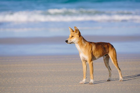 Fraser Island 4WD Tour From Noosa - Attractions Brisbane 5