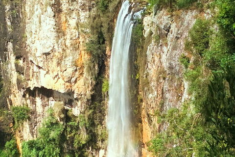 Rainforest & Waterfalls Extravaganza - Attractions Brisbane 3