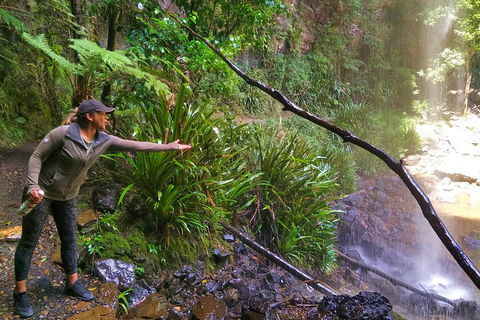 Rainforest & Waterfalls Extravaganza - Attractions Brisbane 4