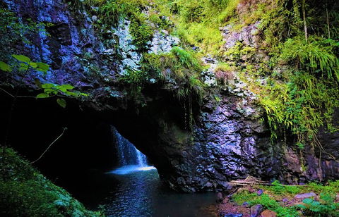Rainforest & Waterfalls Extravaganza - Attractions Brisbane 5