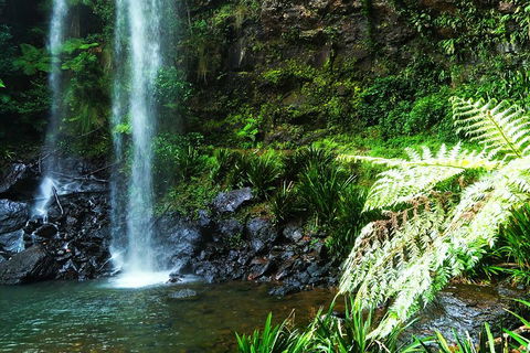 Private Tour - Rainforest & Waterfalls Extravaganza - Attractions Brisbane 1