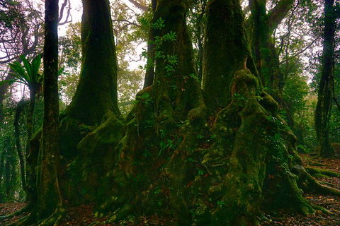 Private Tour - Rainforest & Waterfalls Extravaganza - Attractions Brisbane 5