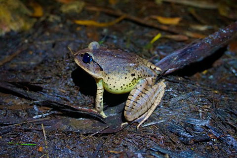 Glow Worms Private Tour - Nocturnal Rainforest Walk - Attractions Brisbane 0