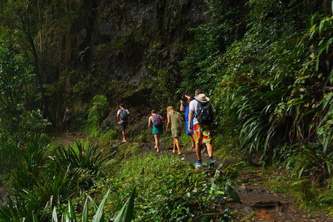 Glow Worms Private Tour - Nocturnal Rainforest Walk - Attractions Brisbane 1
